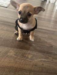 Miniature Male Chihuahua