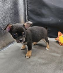 Quality Chihuahua puppies