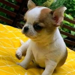 Affordable Chihuahua Puppies
