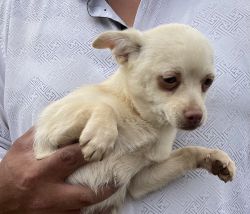 “Chico”Male Chihuahua