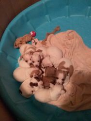 Chihuahua puppies born February 4 ready for adoption soon.