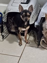 We are selling our male full breed 11 month old chihuahua
