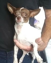 Chihuahua Pup