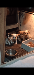 Cutie Chihuahua pup's