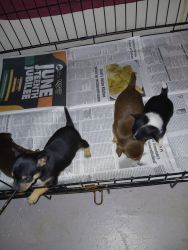 Chihuahua puppies 4 sale