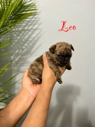 LEO is looking For his Forever Home