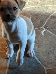 Chihuahua/Terrier puppies for sale pm me here for info