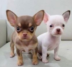 Amazing Chihuahua Pups
