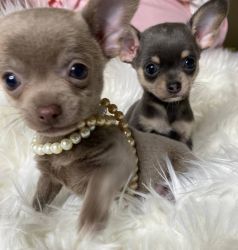 Quality Chihuahua puppies