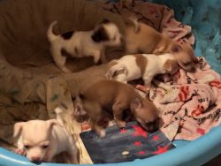 Chihuahua pups need forever home