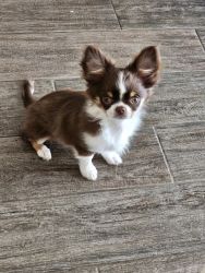 Gorgeous Chocolate Tri Color Chihuahua Puppy