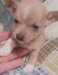 Adorable Chihuahua puppies