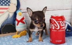 Affordable Chihuahua Puppies