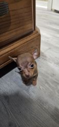 Chihuahua for Sale