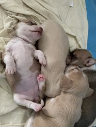 Full blooded Chihuahua puppies