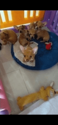Brand new Chihuahua puppies