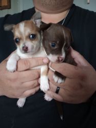 Chihuahua boys!!!
