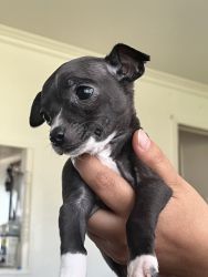 Puppies for sale / chihuahua mix