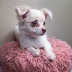 Chihuahua Girl
