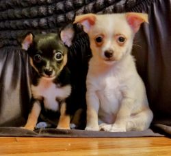 Chihuahua Puppies 9 Weeks Old
