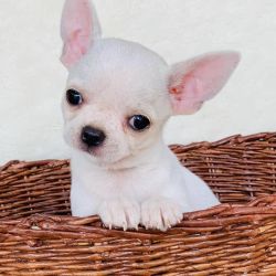 Available Chihuahua puppies male and female Puppies