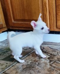 Beautiful white Chihuahua puppy