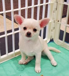 AKC Chihuahua Adorable