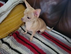 For sale male chihuahua pup