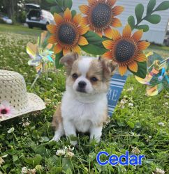 AKC Cedar, Jenny, Georgette, and Tito Long Coat Chihuahua puppies
