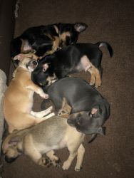 6 wk mixed breed puppies