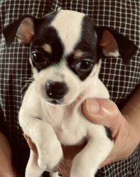 Chihuahua puppy male