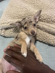 Merle Chihuahua looking for a new home