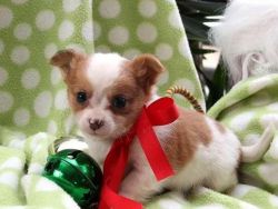 These Chihuahua puppies have got all shots,