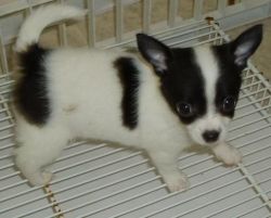 adorable male/female Chihuahua available