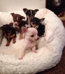 Registered Tea Cup Chihuahuas pups