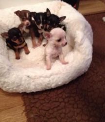 Tea Cup Chihuahuas available