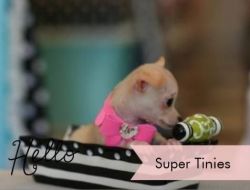 Super Tiny Chihuahuas
