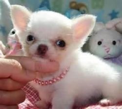 chihuahua puppy for adoption