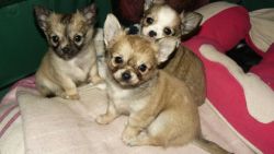 Chihuahua babies