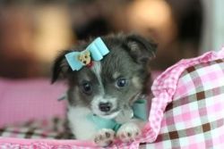 Super Tiny Cute Chihuahuas