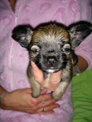 chihuahua Puppies for sale !!!