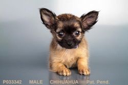 Our Male Chihuahua Puppy!