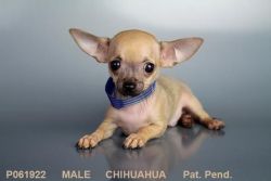 Our Male Chihuahua Puppy!