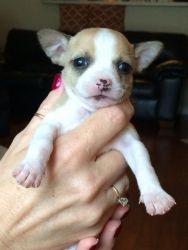 CKC Chihuahua Puppies