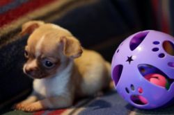AKC Tiny Chihuahua Puppy