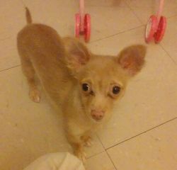 Female Chihuahua puppy for Sale
