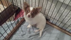 Male Chihuahua Puppy for Sale