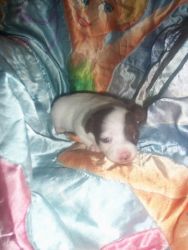 adorable female chihuahua puppy for sale