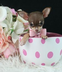 Tiny Teacup Chihuahuas