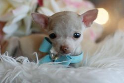 Tiny Teacup Chihuahuas